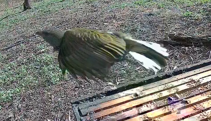 鳞喉响蜜䴕(Indicator variegatus)