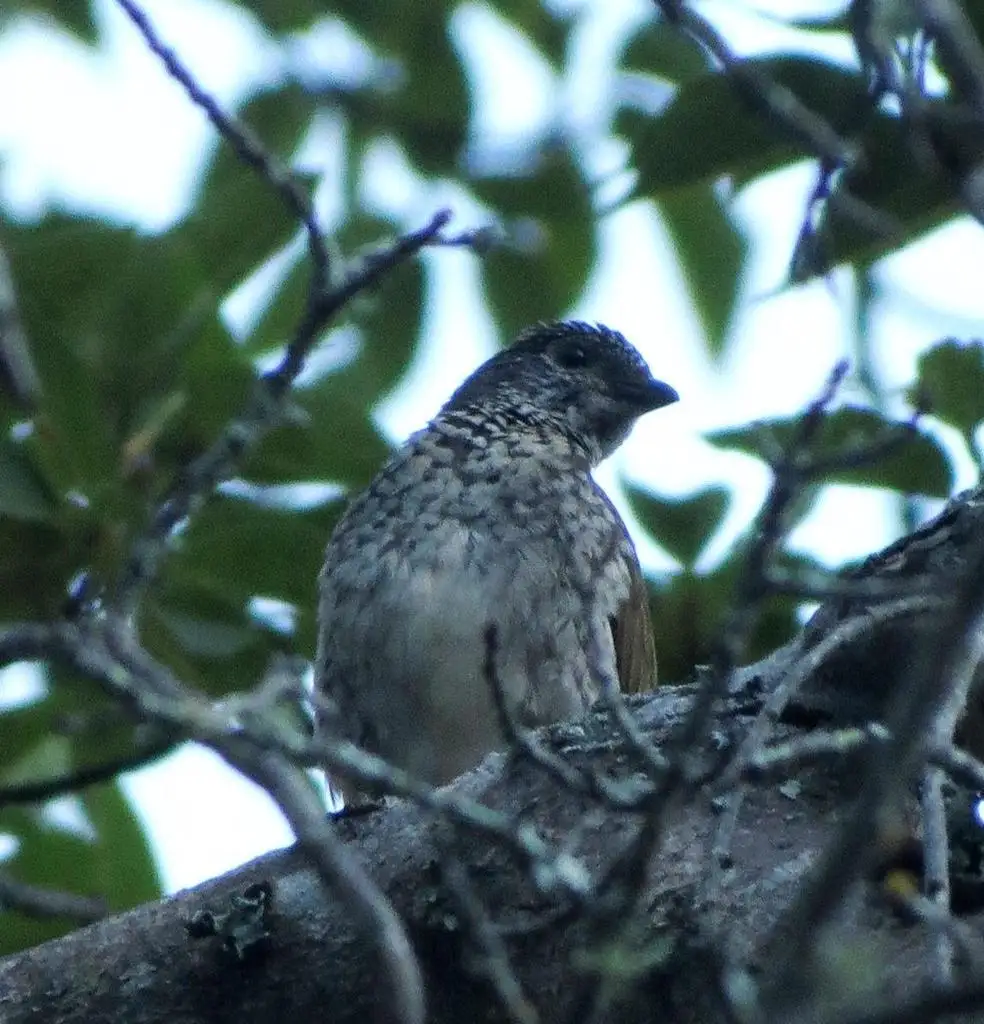 鳞喉响蜜䴕(Indicator variegatus)