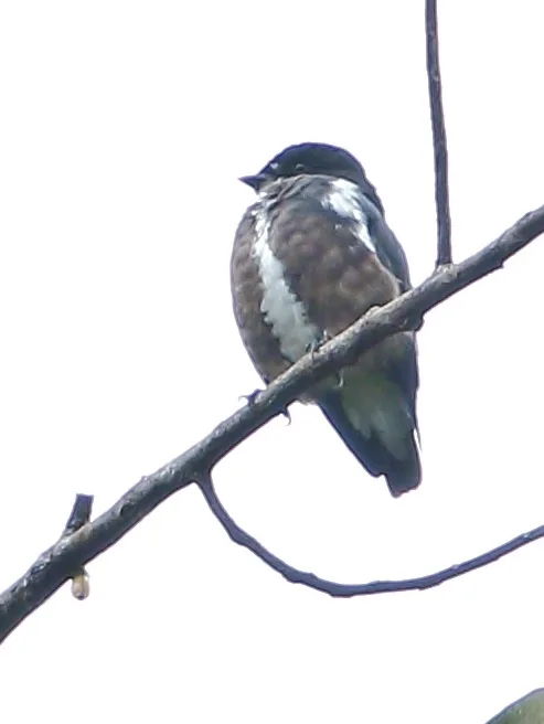 紫须伞鸟(Iodopleura fusca)