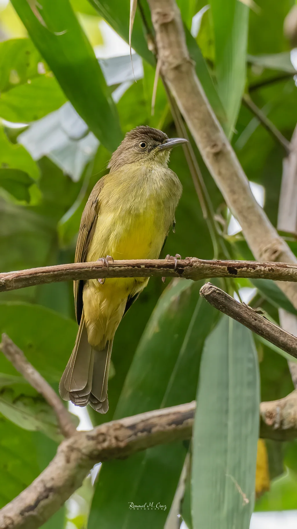 黄腹鹎(Iole palawanensis)