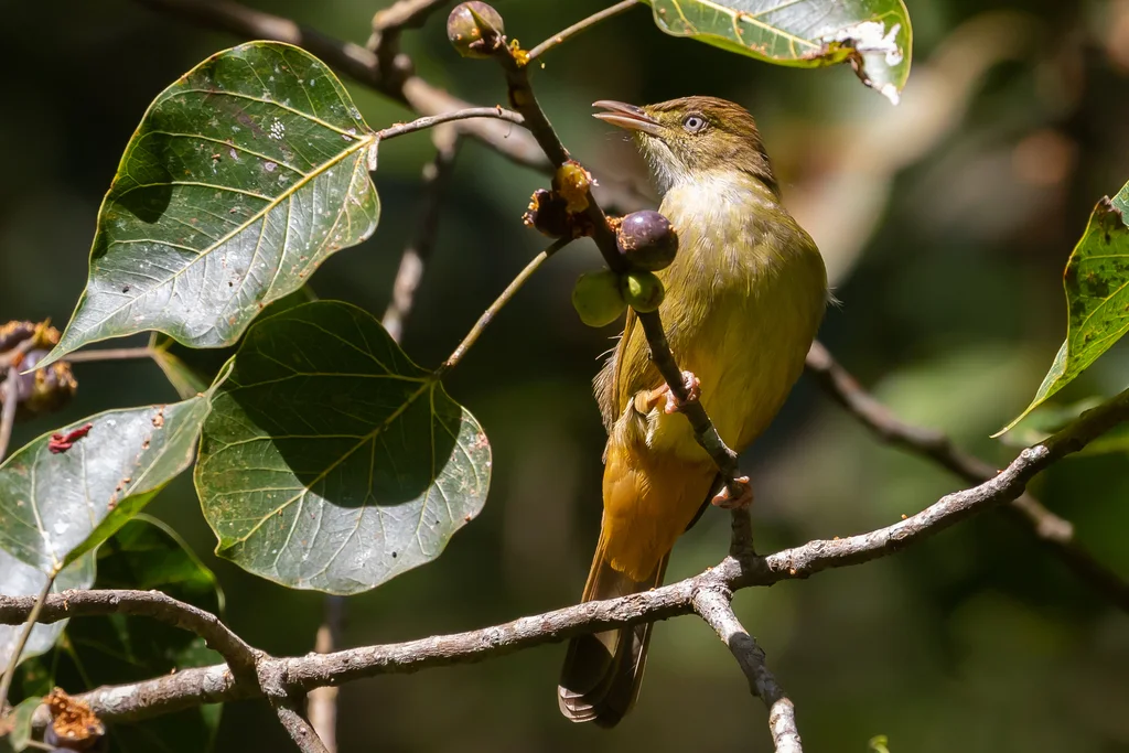 灰眼短脚鹎(Iole propinqua)