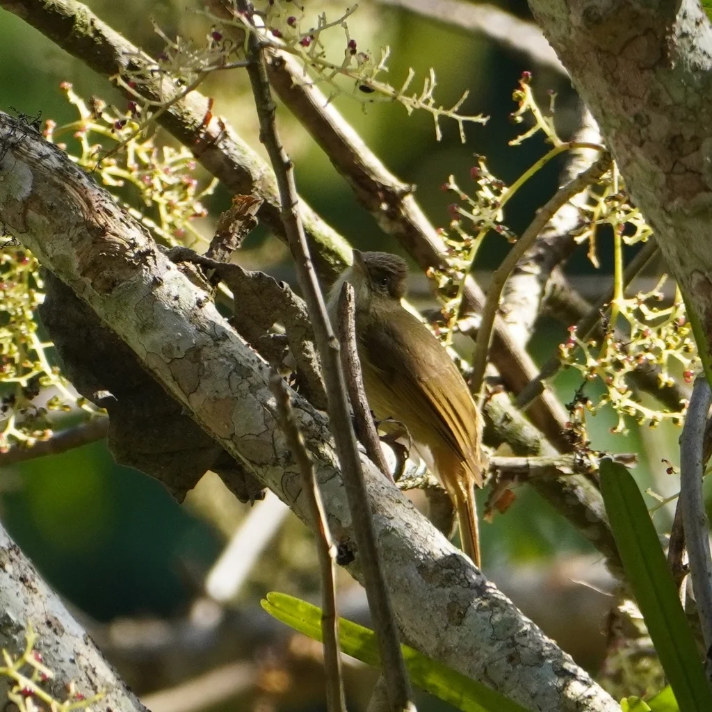 灰眼短脚鹎(Iole propinqua)