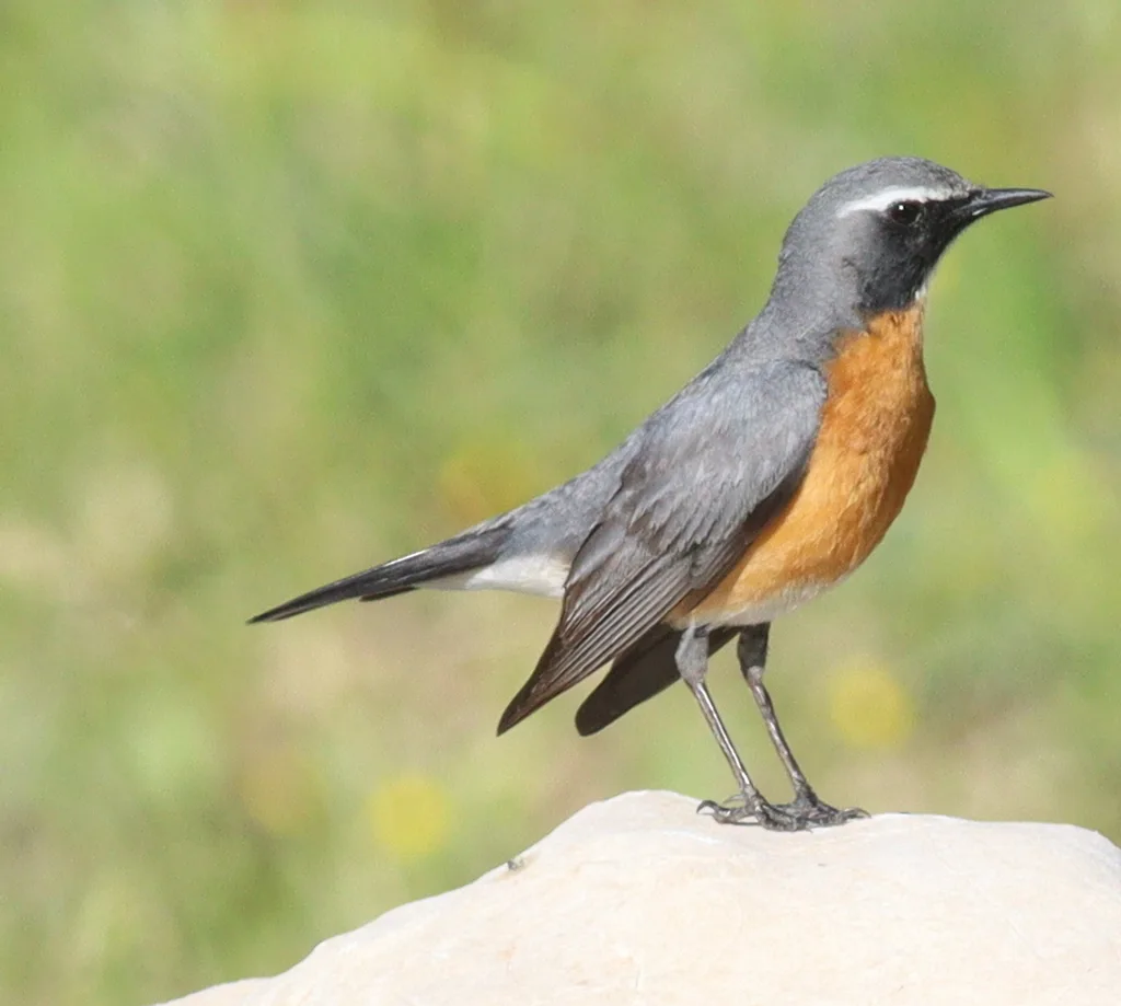 白喉鸲（Irania gutturalis）