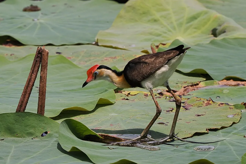 冠水雉(Irediparra gallinacea)