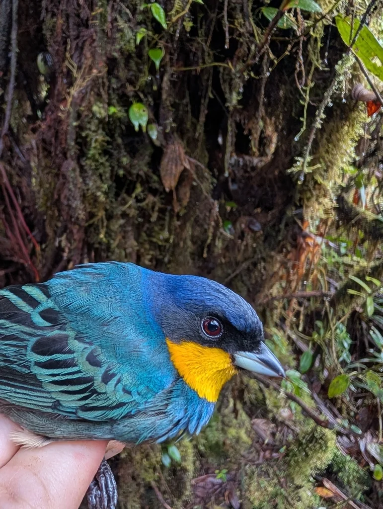紫背彩裸鼻雀（Iridosornis porphyrocephalus）