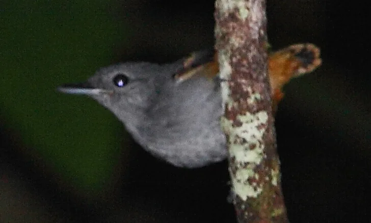 棕腹蚁鹩（Isleria guttata）