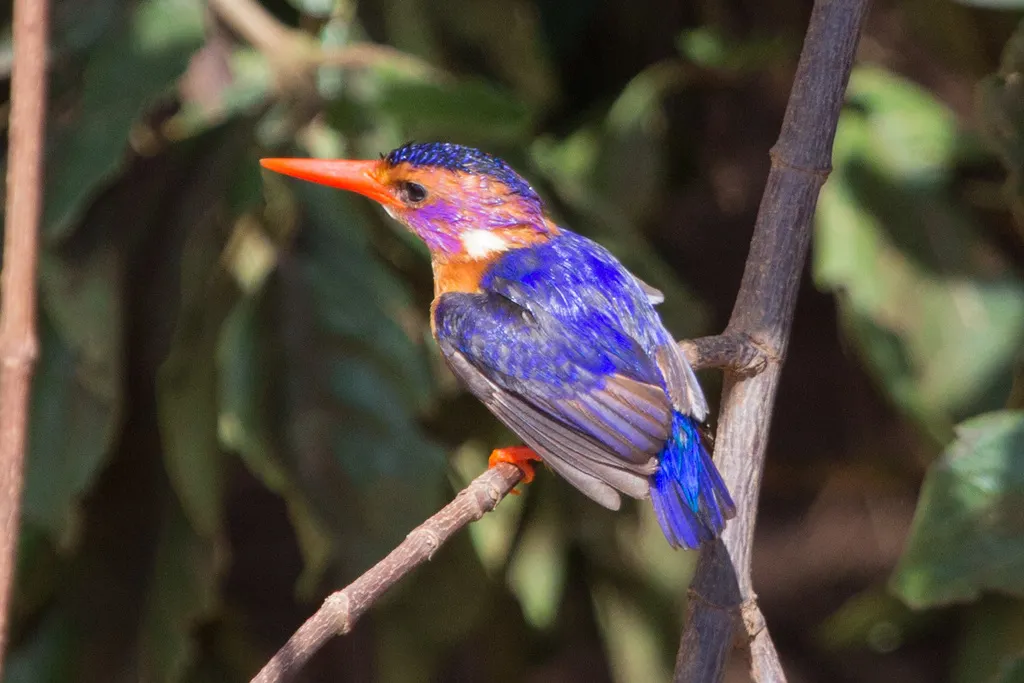 粉颊小翠鸟(Ispidina picta)
