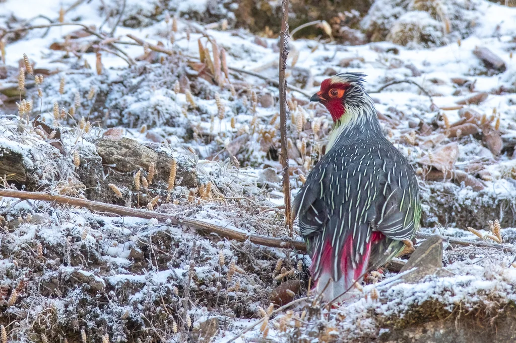 血雉(Ithaginis cruentus)