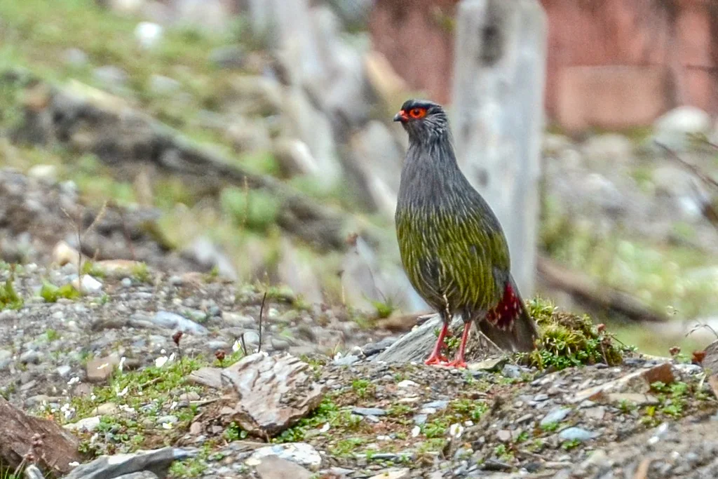 血雉(Ithaginis cruentus)