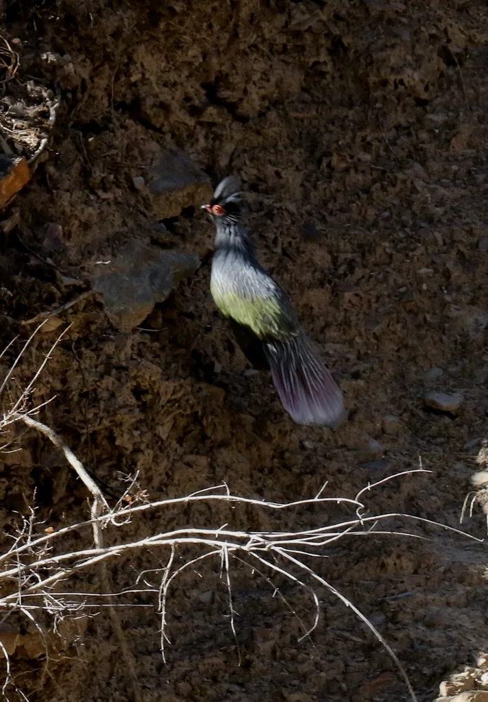 血雉(Ithaginis cruentus)