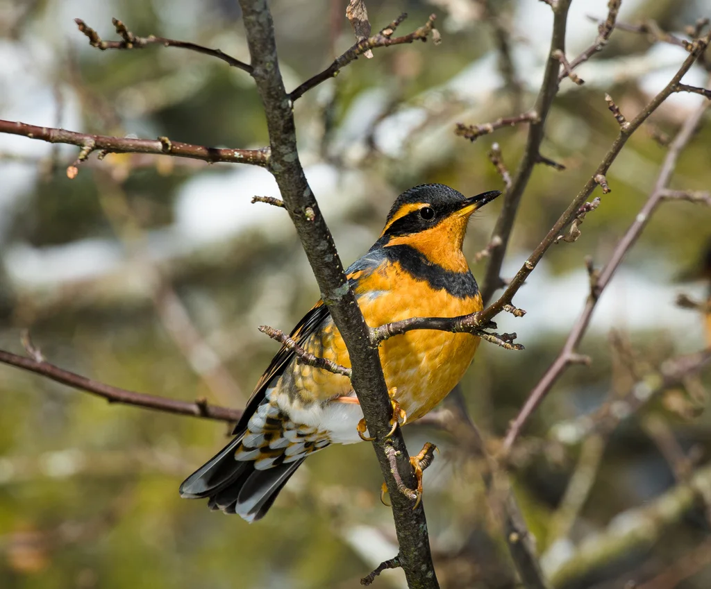 杂色鸫(Ixoreus naevius)