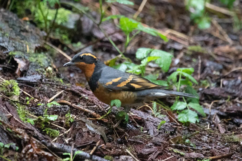杂色鸫(Ixoreus naevius)