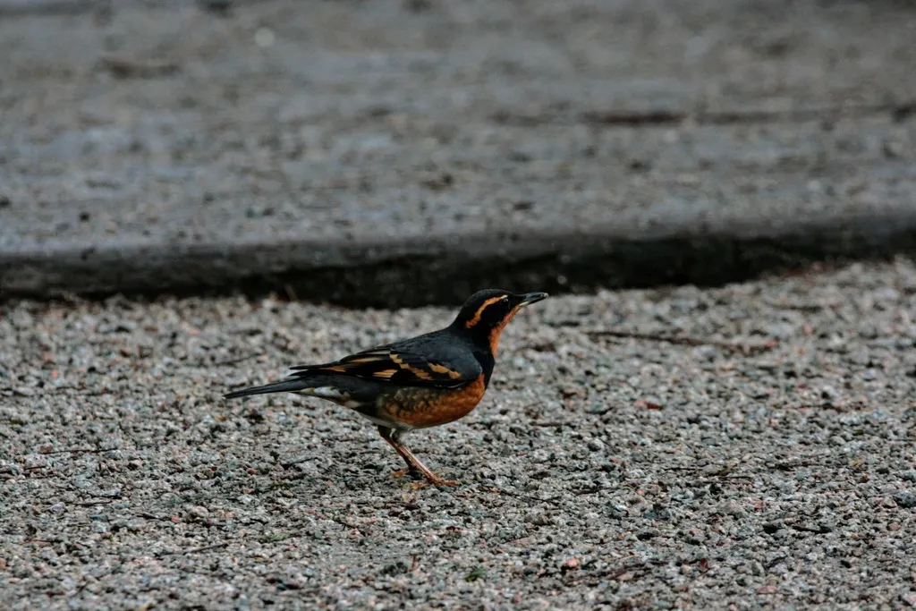 杂色鸫(Ixoreus naevius)