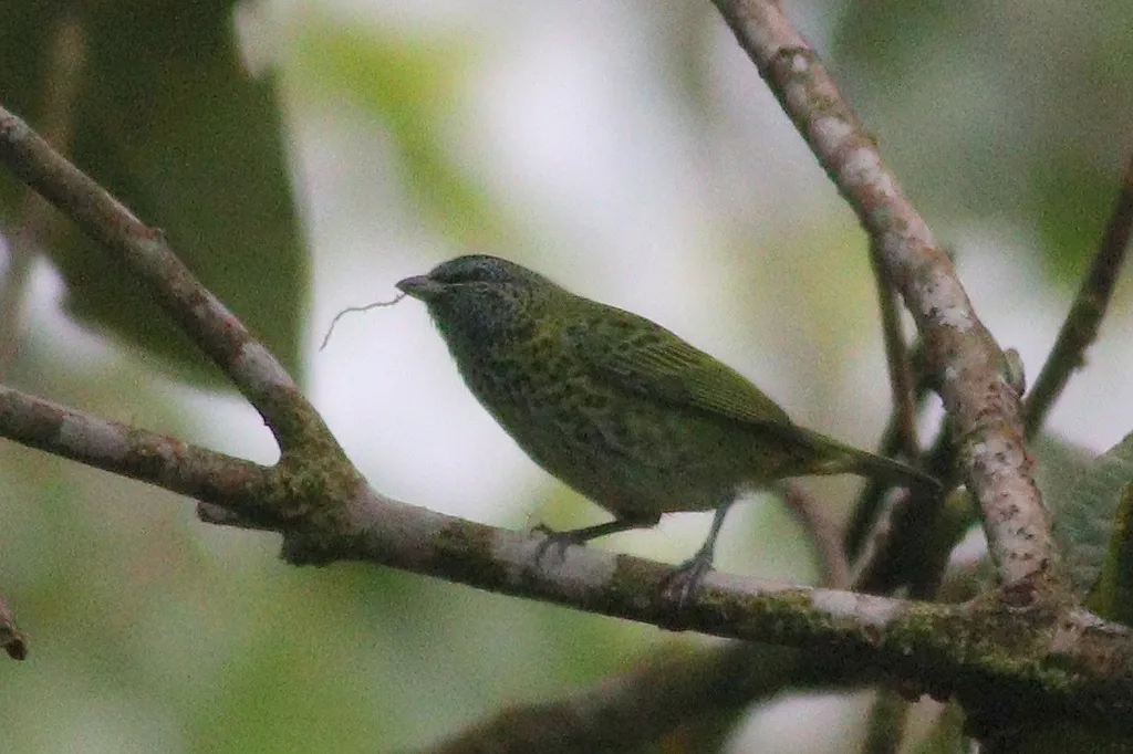 斑靓唐纳雀(Ixothraupis punctata)