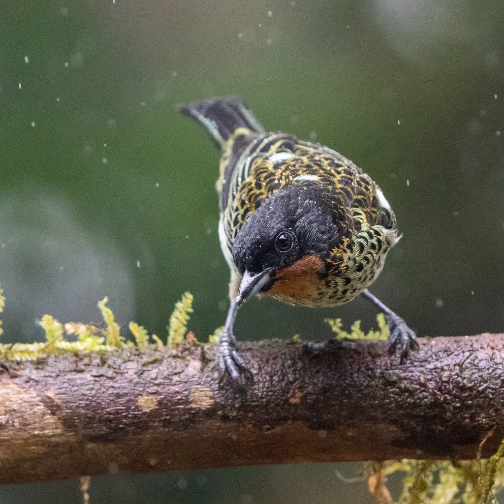 棕喉靓唐纳雀(Ixothraupis rufigula)