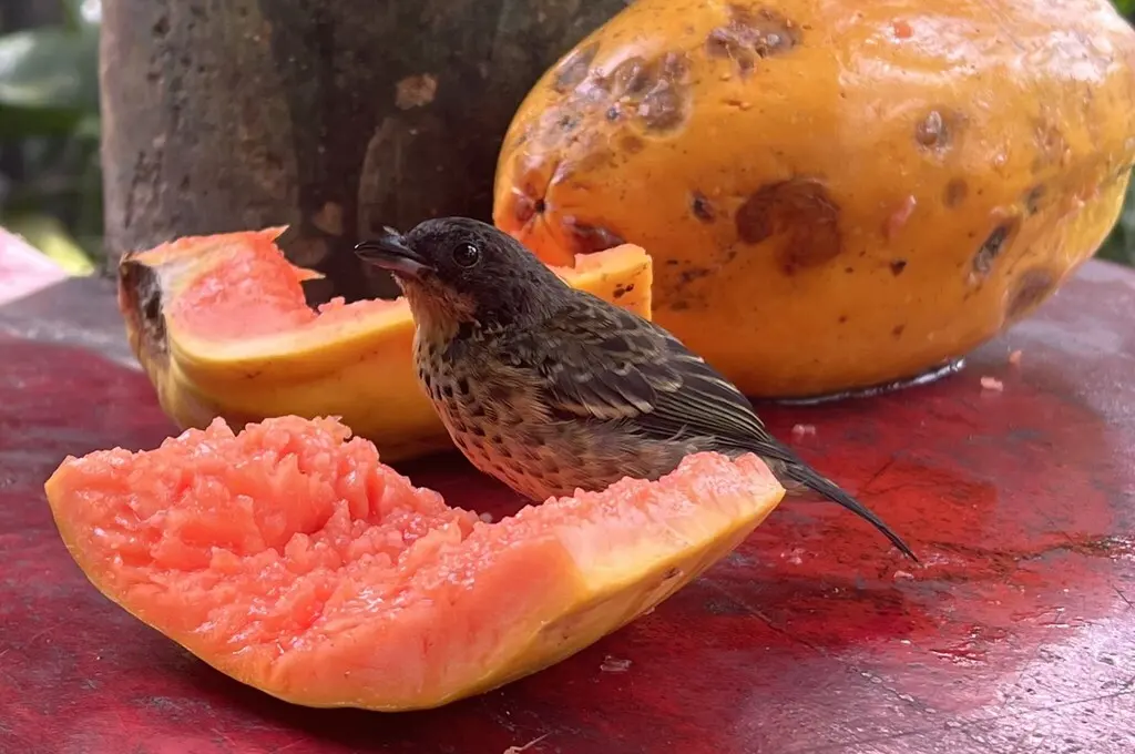 棕喉靓唐纳雀(Ixothraupis rufigula)