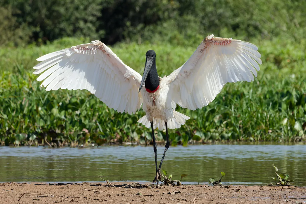 裸颈鹳(Jabiru mycteria)
