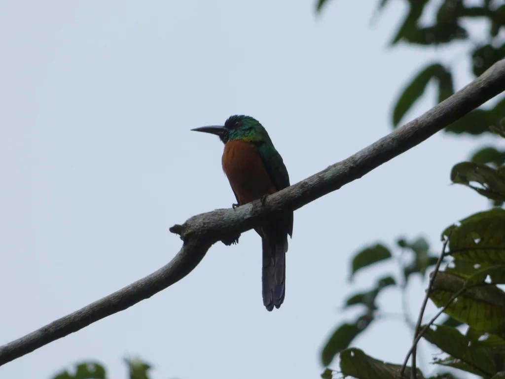 大鹟䴕(Jacamerops aureus)
