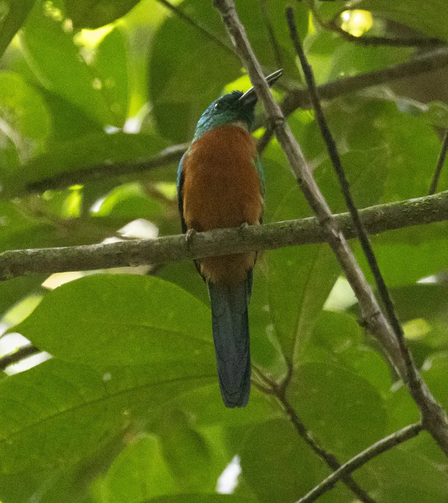 大鹟䴕(Jacamerops aureus)