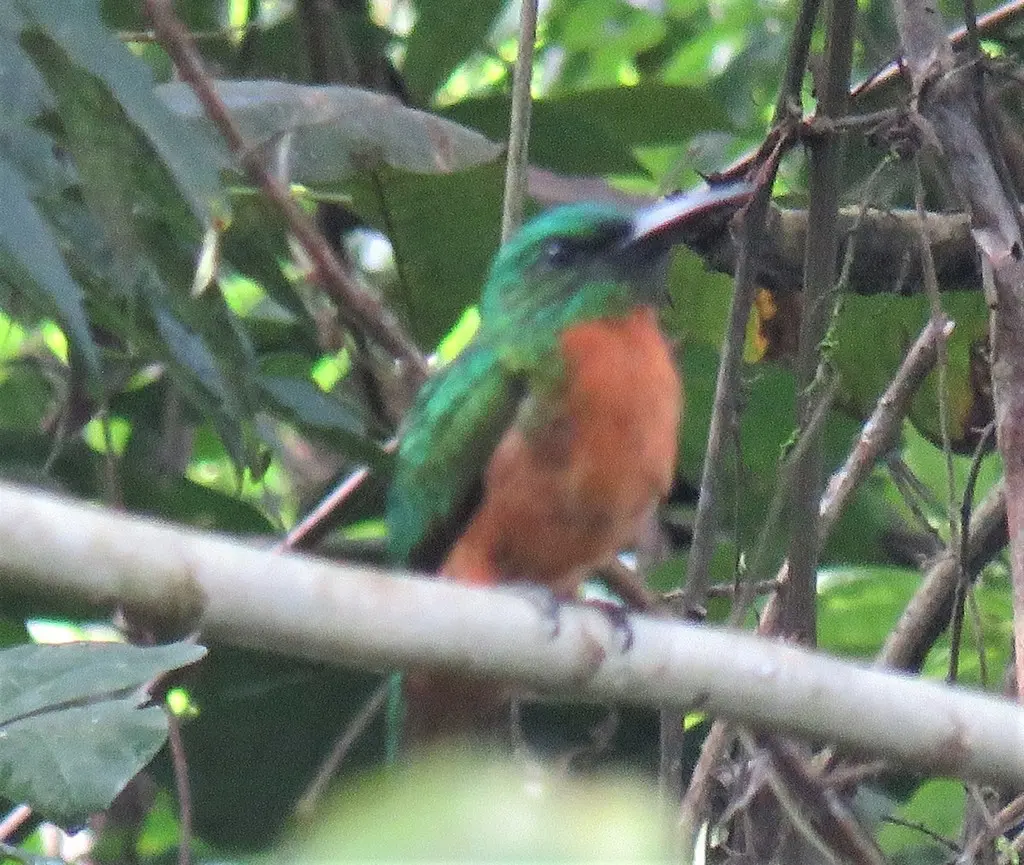 大鹟䴕(Jacamerops aureus)