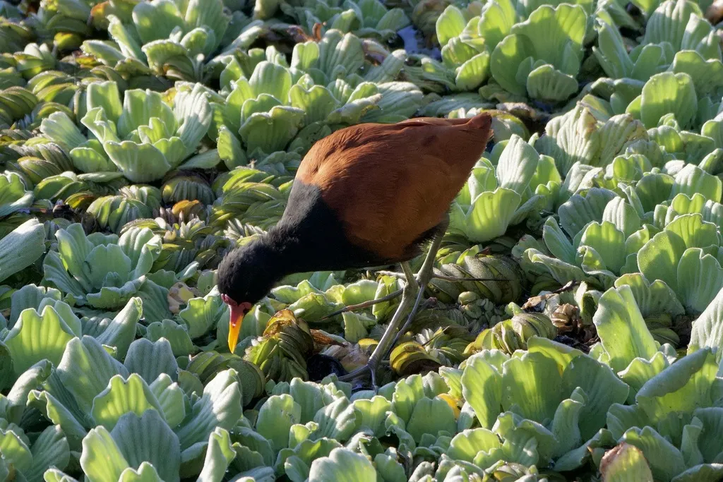 肉垂水雉(Jacana jacana)