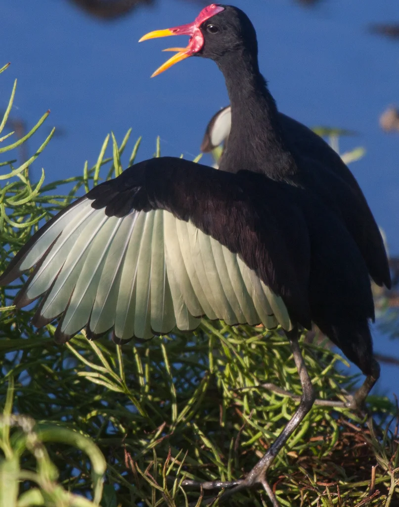 肉垂水雉(Jacana jacana)