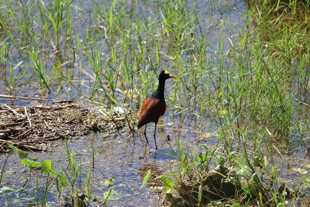 美洲水雉(Jacana spinosa)