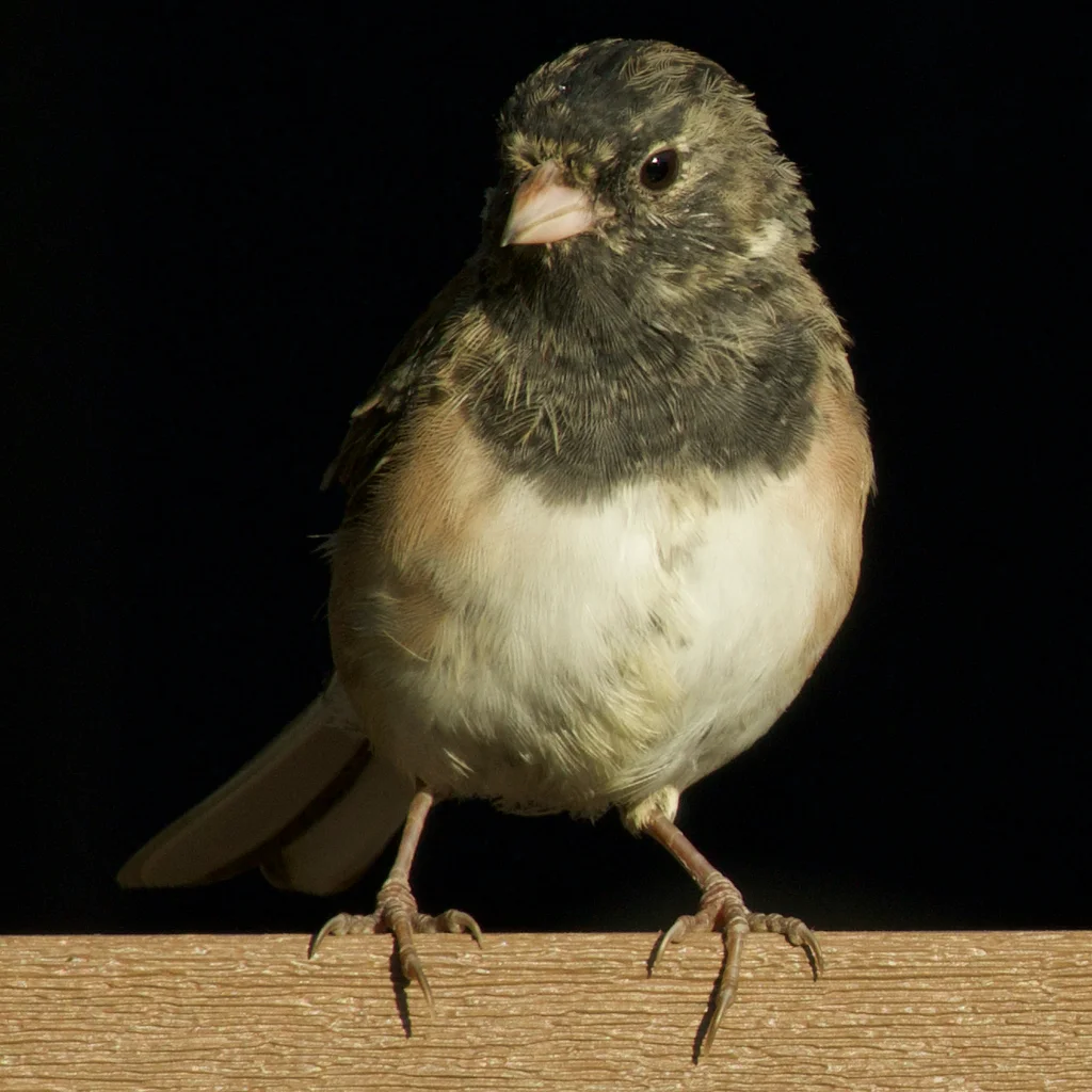 暗眼灯草鹀（Junco hyemalis）