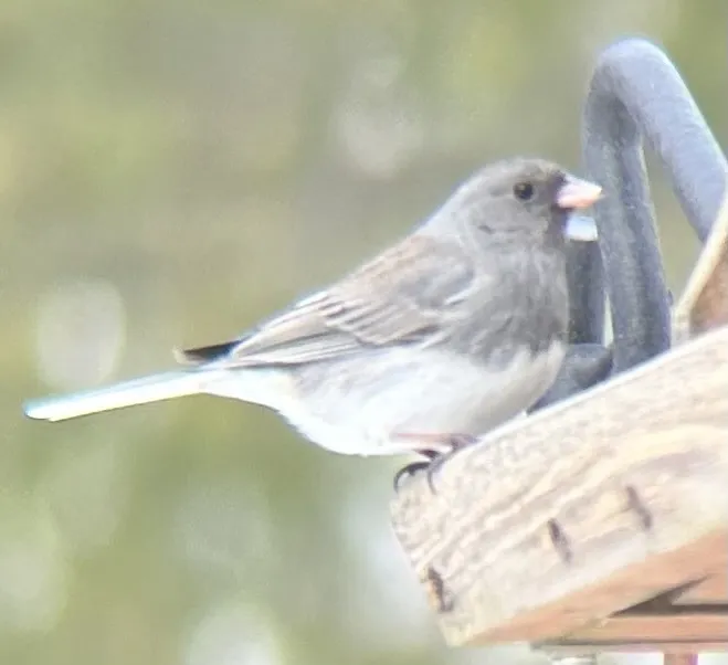 暗眼灯草鹀（Junco hyemalis）