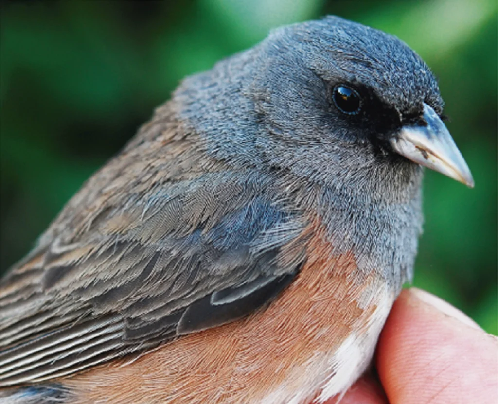 瓜岛灯草鹀(Junco insularis)