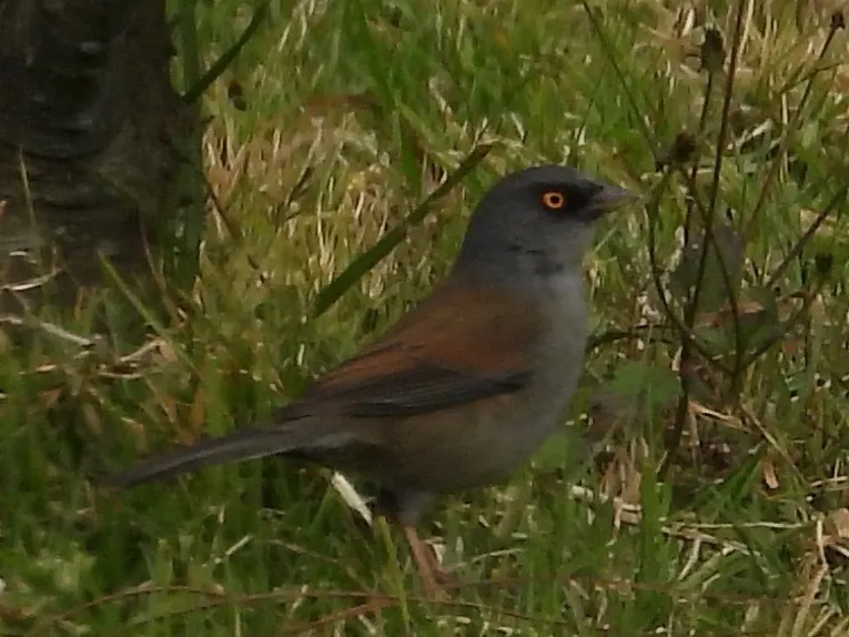墨西哥灯草鹀(Junco phaeonotus)