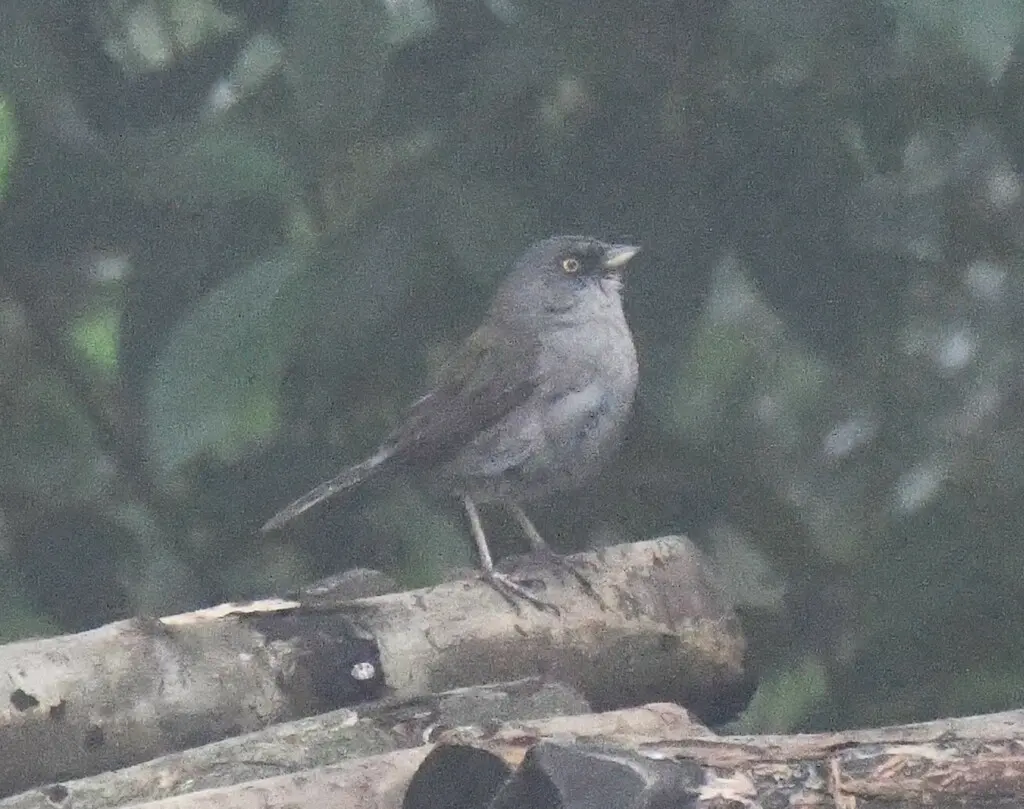 墨西哥灯草鹀(Junco phaeonotus)