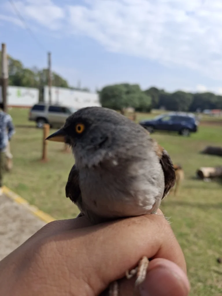 墨西哥灯草鹀(Junco phaeonotus)