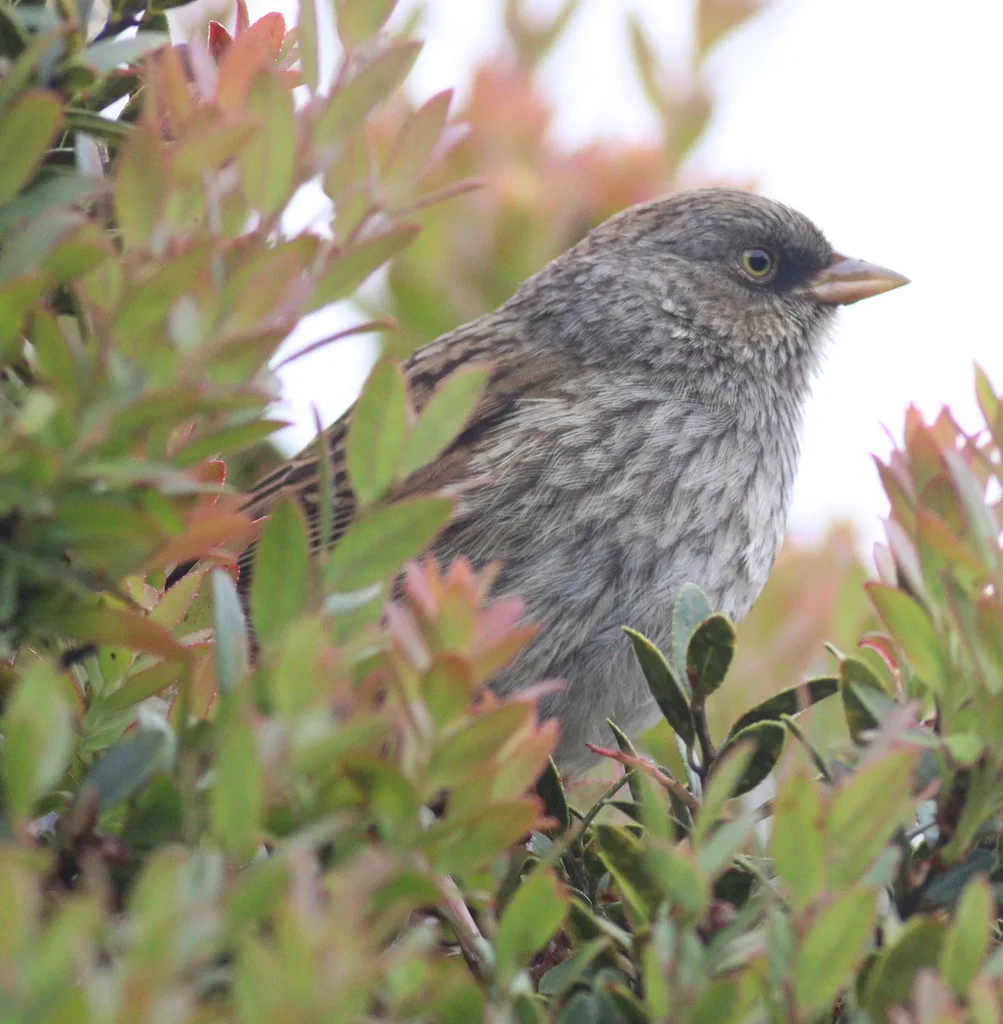 黄眼灯草鹀(Junco vulcani)