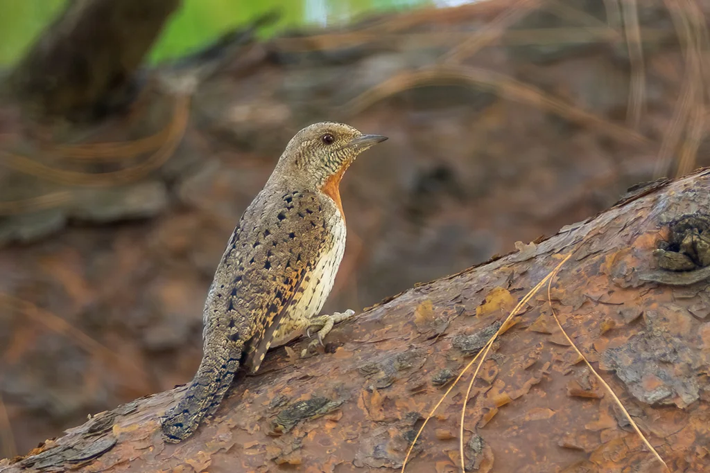 红胸蚁䴕(Jynx ruficollis)