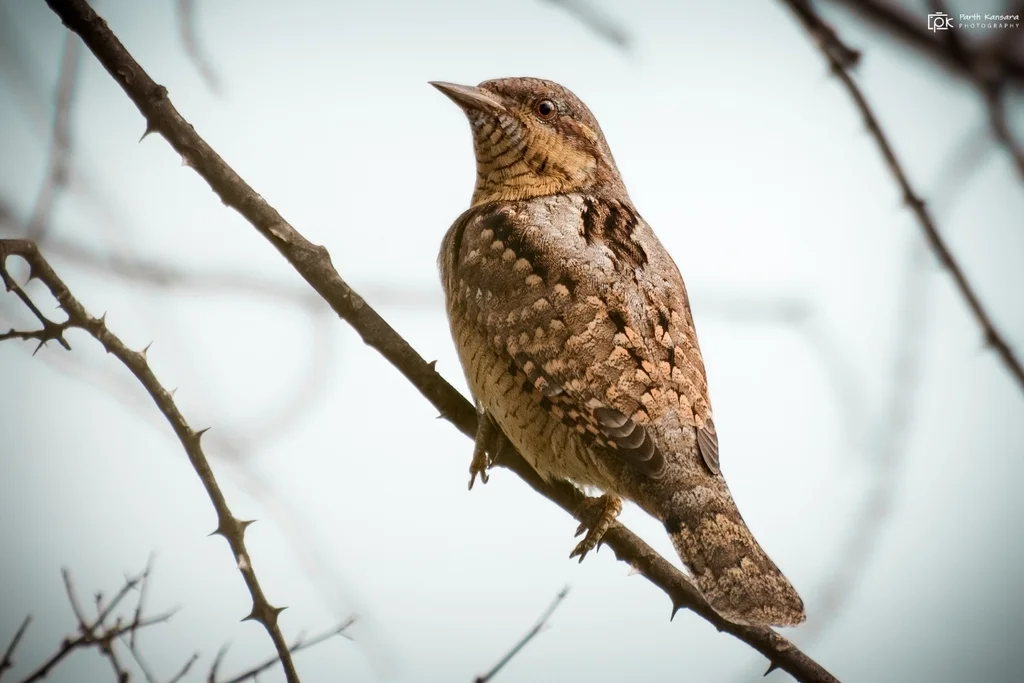 蚁䴕（Jynx torquilla）