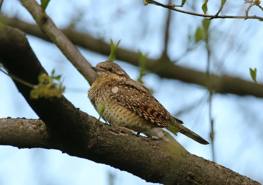 蚁䴕（Jynx torquilla）