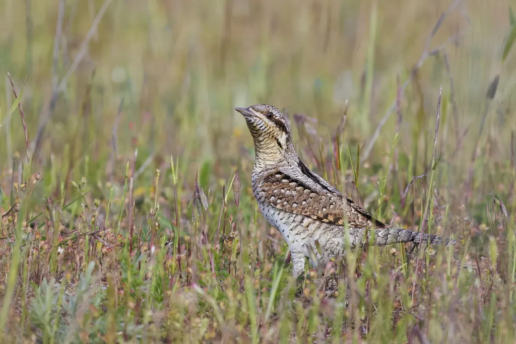 蚁䴕（Jynx torquilla）