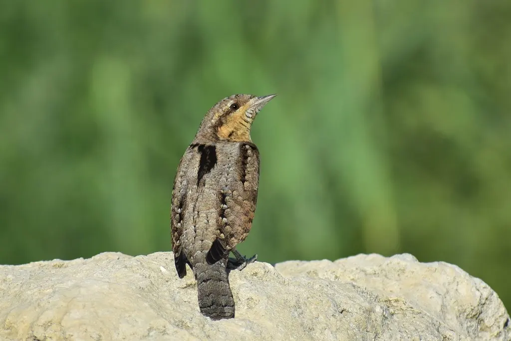 蚁䴕（Jynx torquilla）