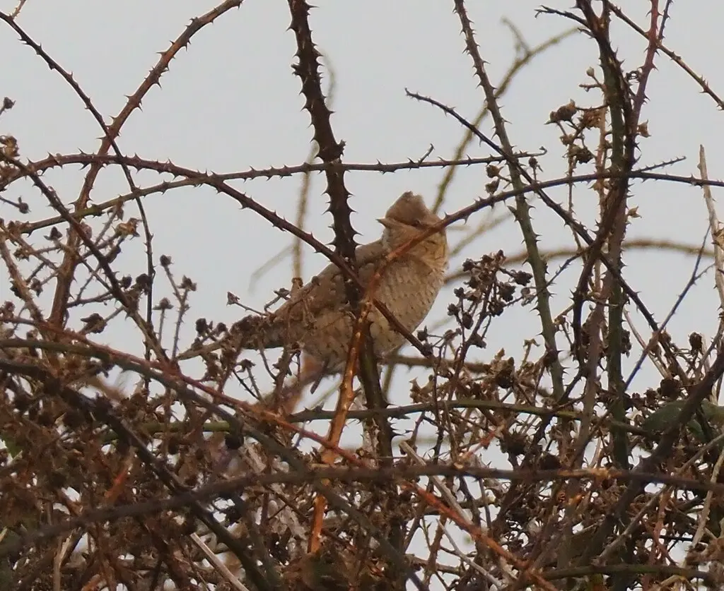 蚁䴕（Jynx torquilla）
