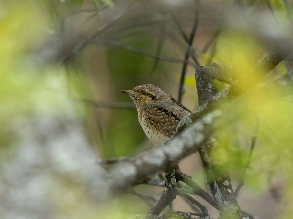 蚁䴕（Jynx torquilla）