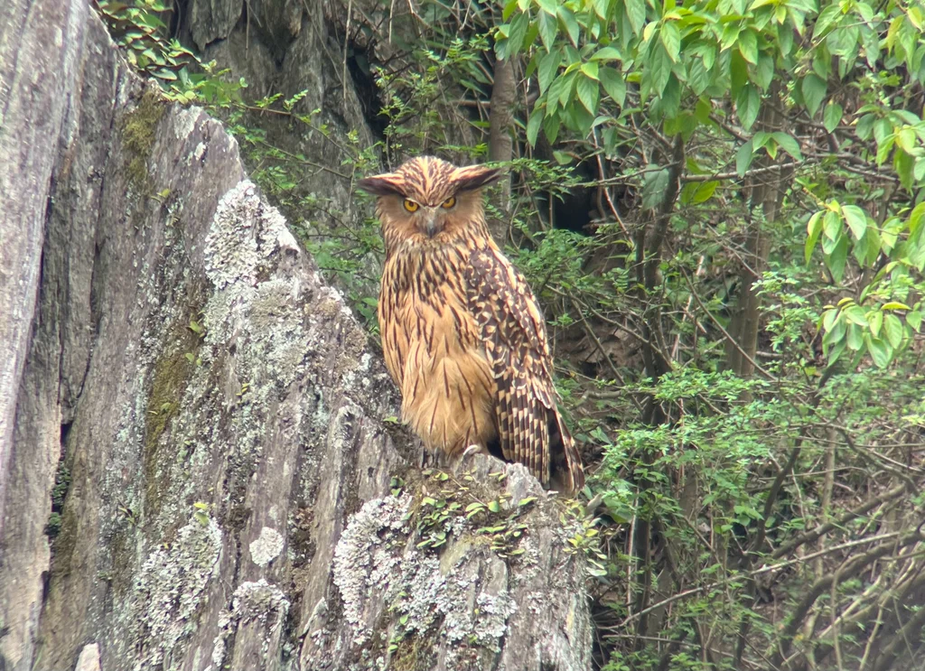 黄腿渔鸮(Ketupa flavipes)