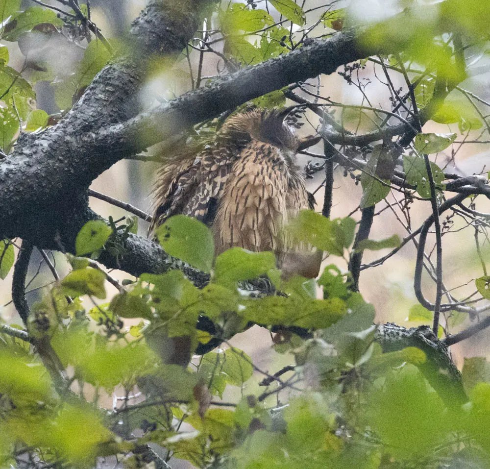 黄腿渔鸮(Ketupa flavipes)