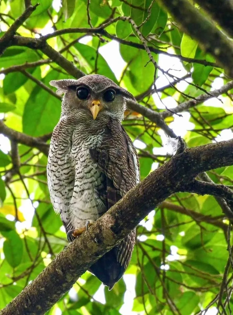 马来雕鸮(Ketupa sumatrana)