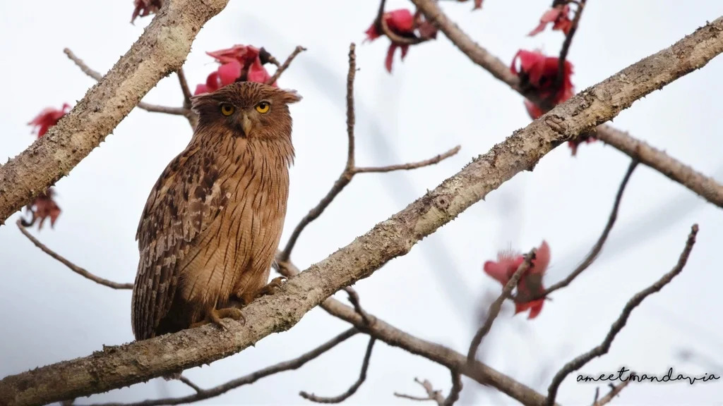 褐渔鸮（Ketupa zeylonensis）