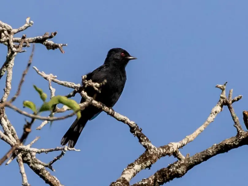 巴西黑霸鹟(Knipolegus franciscanus)