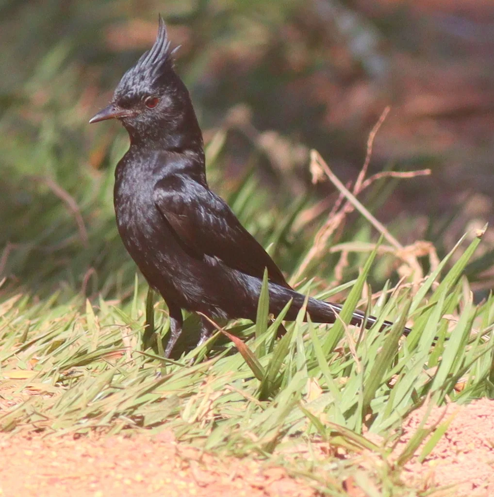 冠黑霸鹟(Knipolegus lophotes)