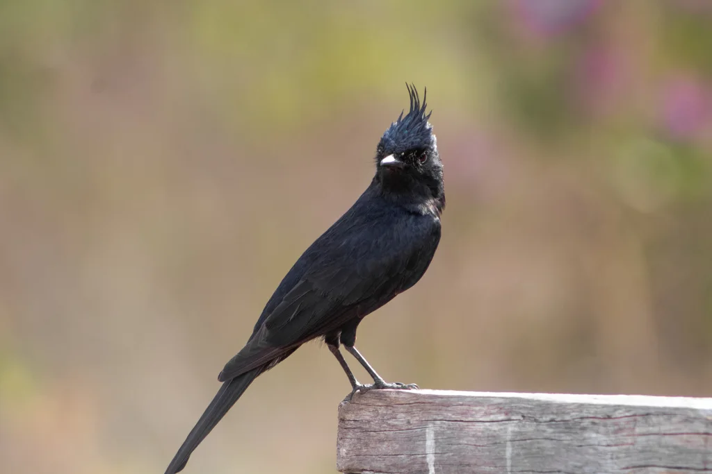 冠黑霸鹟(Knipolegus lophotes)