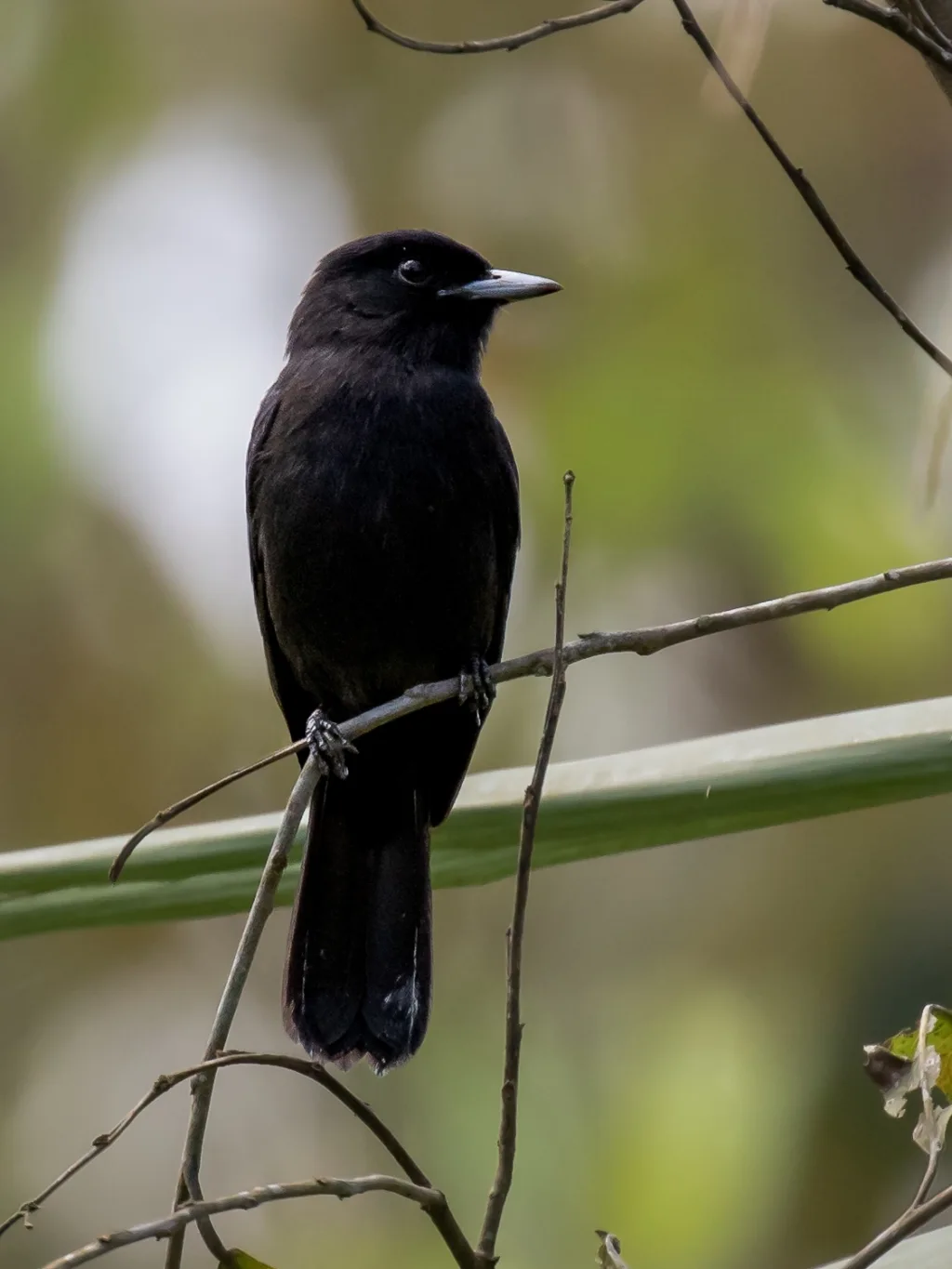 滨霸鹟(Knipolegus orenocensis)