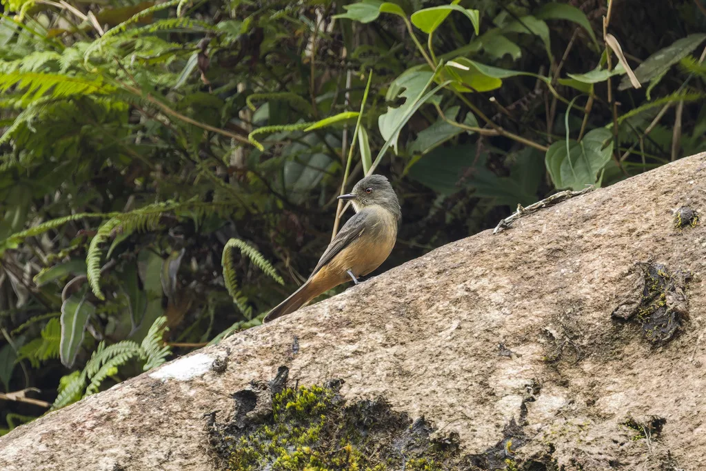 棕尾霸鹟（Knipolegus poecilurus）